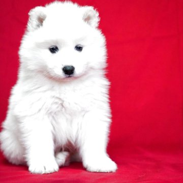 サモエド【埼玉県・男の子・2025年1月27日・ホワイト】の写真「人懐こく遊ぶの大好き可愛い男の子ちゃん」