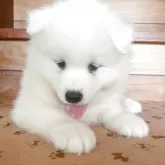 サモエド