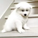 サモエド