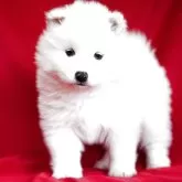 サモエド【埼玉県・女の子・2025年1月30日・ホワイト】の写真1