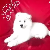 サモエド