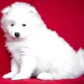 サモエド【埼玉県・女の子・2025年1月30日・ホワイト】の写真1