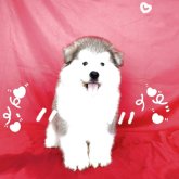 アラスカンマラミュート
