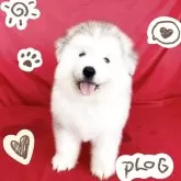 アラスカンマラミュート