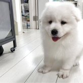 サモエド