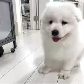 サモエド
