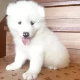 サモエド