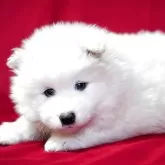 サモエド【埼玉県・男の子・2025年1月30日・ホワイト】の写真1