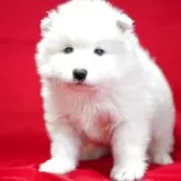 サモエド【埼玉県・男の子・2025年1月30日・ホワイト】の写真2