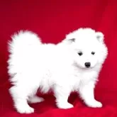 サモエド【埼玉県・女の子・2025年1月30日・ホワイト】の写真3