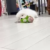 サモエド【埼玉県・男の子・2025年12月30日・ホワイト】の写真5