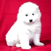 サモエド【埼玉県・男の子・2025年1月30日・ホワイト】の写真5