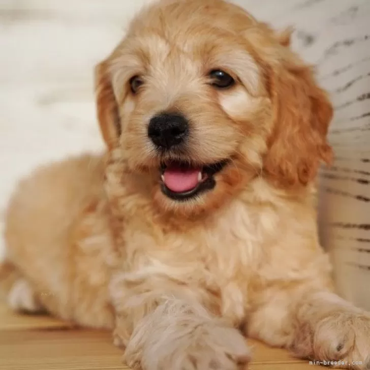 ID:2406-02937の子犬