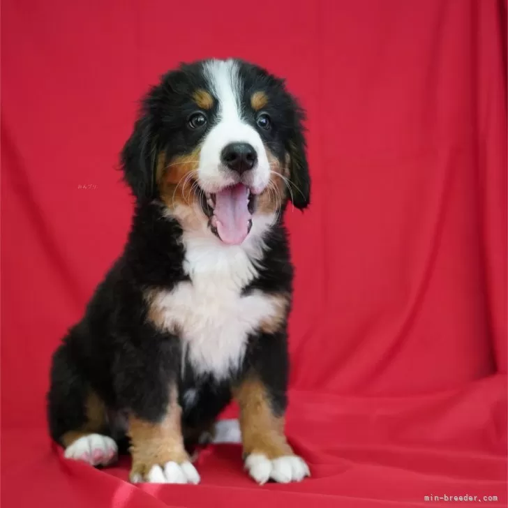 ID：2408-00873の子犬