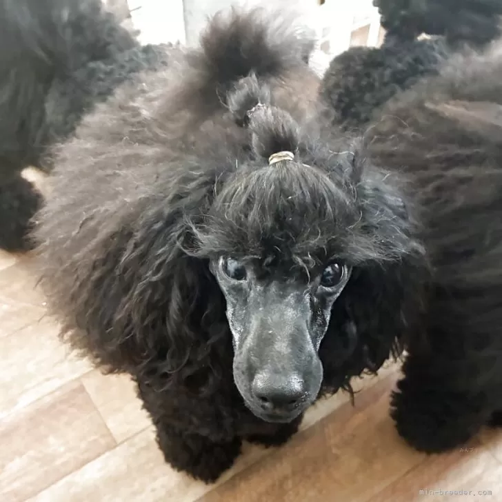 ID：2408-01596の子犬