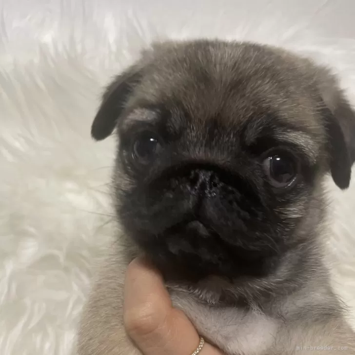 ID:2412-07796の子犬
