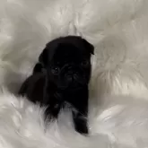 パグ【愛媛県・男の子・2024年7月2日・ブラック】の写真1「小ぶり♡」