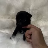 パグ【愛媛県・男の子・2024年7月2日・ブラック】の写真3