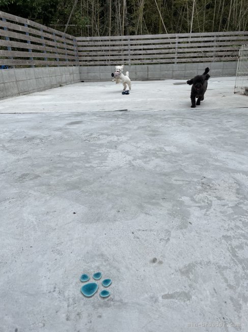 毎日元気にみんなで遊んでます｜瀬ノ口　あず紗(せのくち　あずさ)ブリーダー(兵庫県・チワワ(ロング)など・JKC登録)の紹介写真1