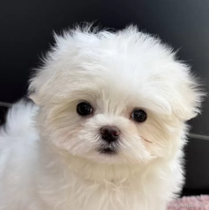 K.O 様のお迎えした子犬