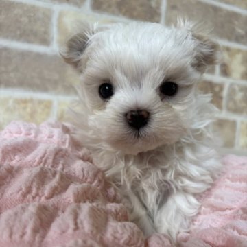 マルチーズ【兵庫県・女の子・2025年10月13日・ホワイト】の写真「クリクリお目目の可愛い子ちゃん」