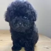 ティーカッププードル