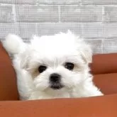 マルチーズ