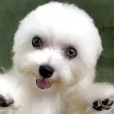 マルチーズ