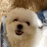マルチーズ