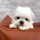 マルチーズ