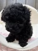 ティーカッププードル【兵庫県・女の子・2025年10月3日・ブラック】の写真5