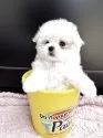 マルチーズ【兵庫県・女の子・2025年2月8日・ホワイト】の写真9