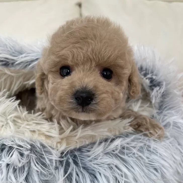 ID:2402-06696の子犬