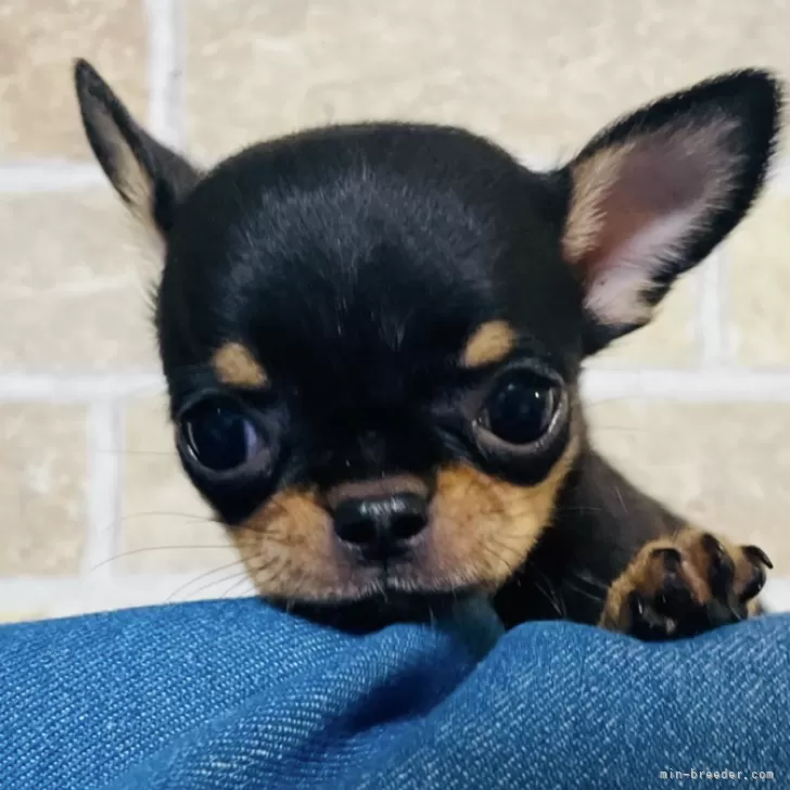 ID：2407-00801の子犬