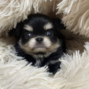 チワワ(ロング)【兵庫県・男の子・2023年12月30日・ブラック&クリーム】の写真「とっても可愛いお顔で愛嬌たっぷりなタラちゃんです。」