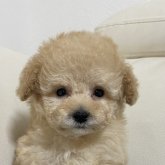 トイプードル(ティーカップ)