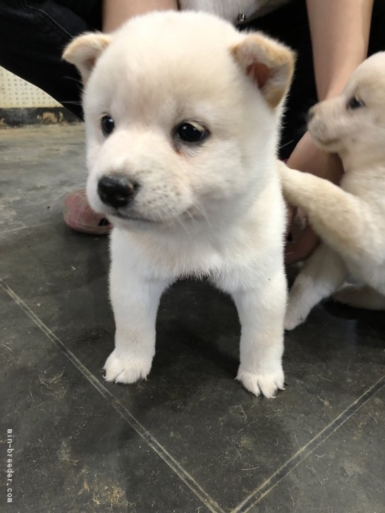 松田　修弥(まつだ　しゅうや)ブリーダー(福岡県・柴犬など・JKC/KC登録)の紹介写真1