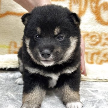 豆柴のブラック系の子犬を探す｜ブリーダー直販の子犬販売