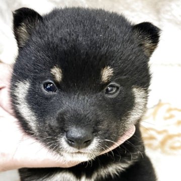 柴犬(豆柴)【福岡県・男の子・2025年10月16日・黒色】の写真「両親豆柴認定犬」