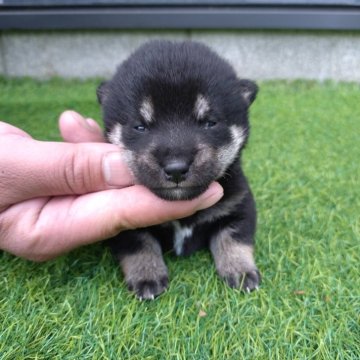 柴犬(豆柴)【福岡県・女の子・2025年3月24日・黒色】の写真「両親豆柴認定犬」