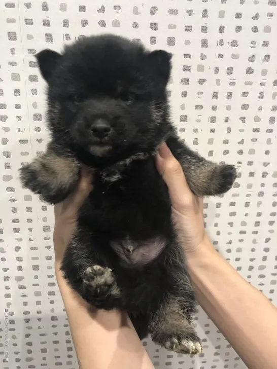 ID：1902-01042の子犬