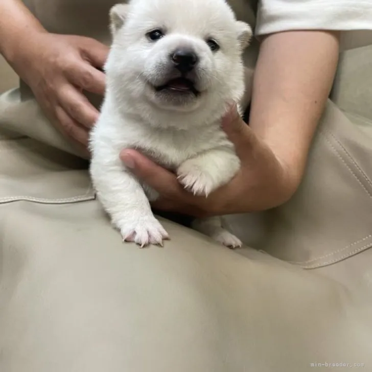 こぱちゃん 様のお迎えした子犬