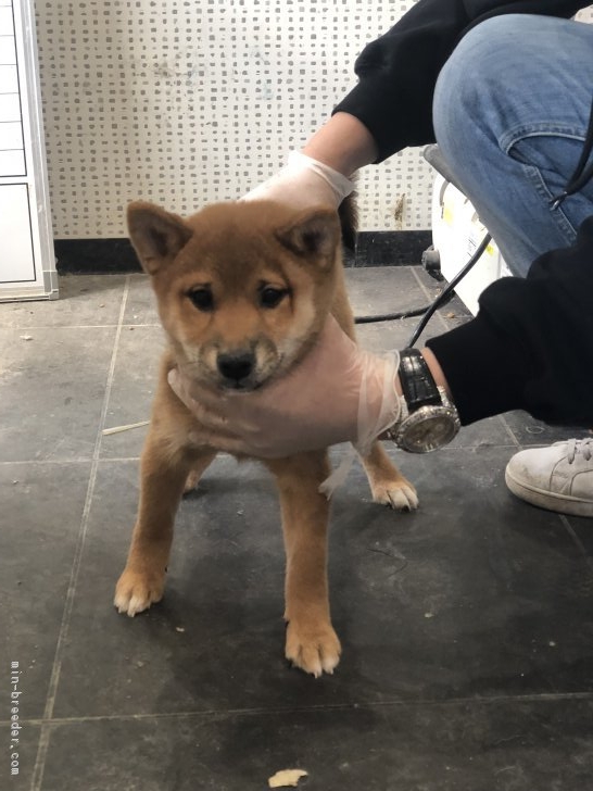 豆柴珠子 様のお迎えした子犬