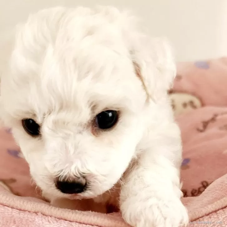 A.M 様のお迎えした子犬