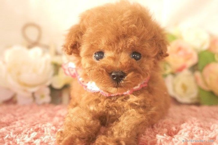 プードルbaby｜棚橋　祥恵(たなはし　さちえ)ブリーダー(北海道・ゴールデンレトリバーなど・JKC登録)の紹介写真4