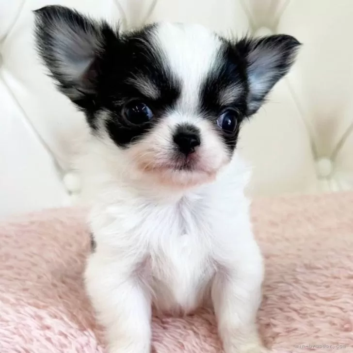 ID:2502-04109の子犬