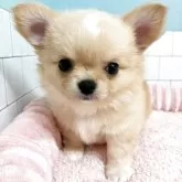 チワワ(ロング)