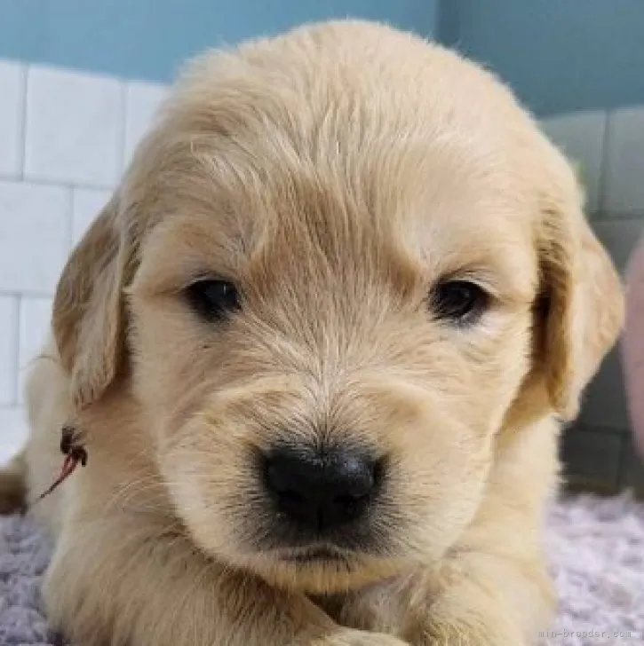 ID:2310-05174の子犬