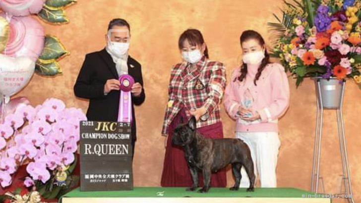 JKC.CH.インターチャンピオン、アワード受賞犬｜上田　くみ(うえだ　くみ)ブリーダー(愛媛県・フレンチブルドッグ・JKC登録)の紹介写真3