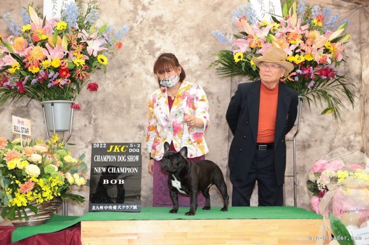 外産JKCチャンピオン｜上田　くみ(うえだ　くみ)ブリーダー(愛媛県・フレンチブルドッグ・JKC登録)の紹介写真4